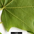 SpeciesSub: subsp. savatieri SpeciesSub: subsp. savatieri